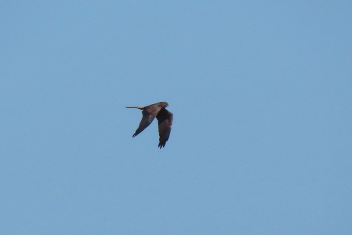 Montagu's Harrier