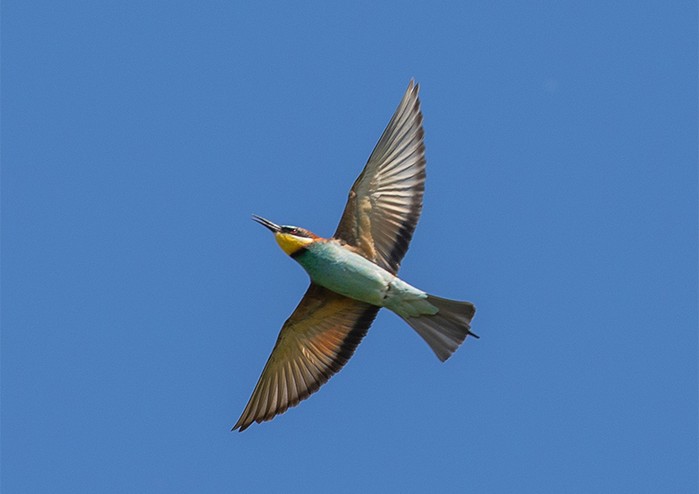 Bee-eater
