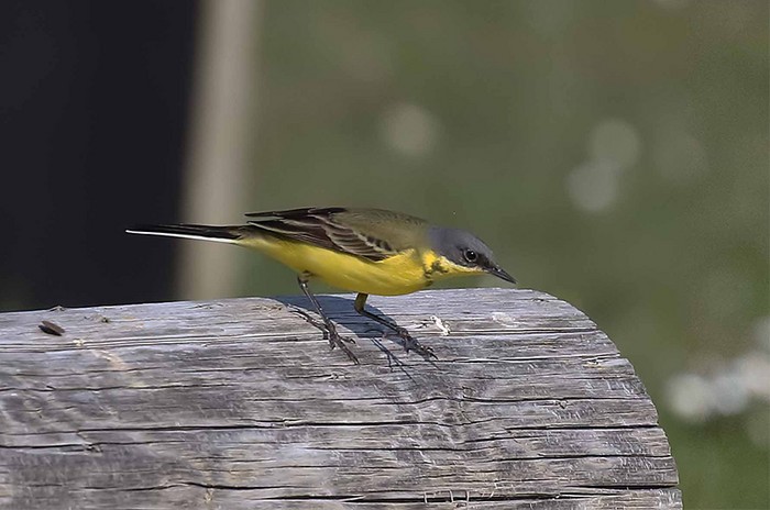 Grey-headed Wagtail