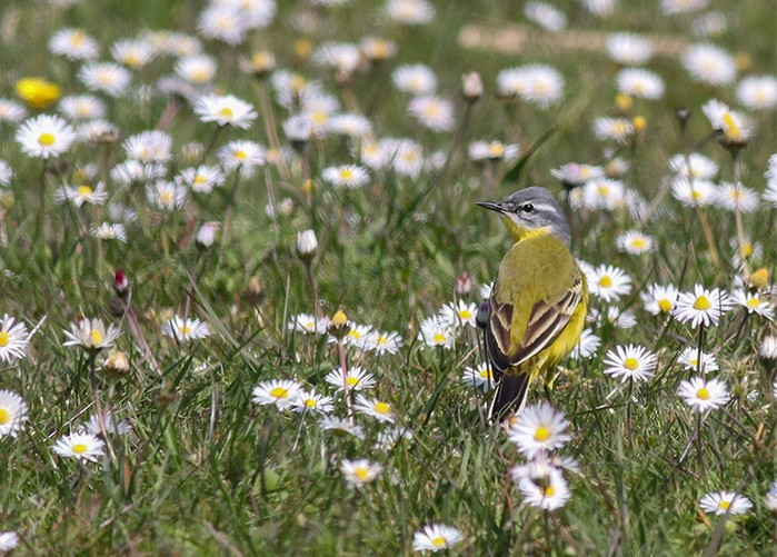 Blue-headed Wagtail