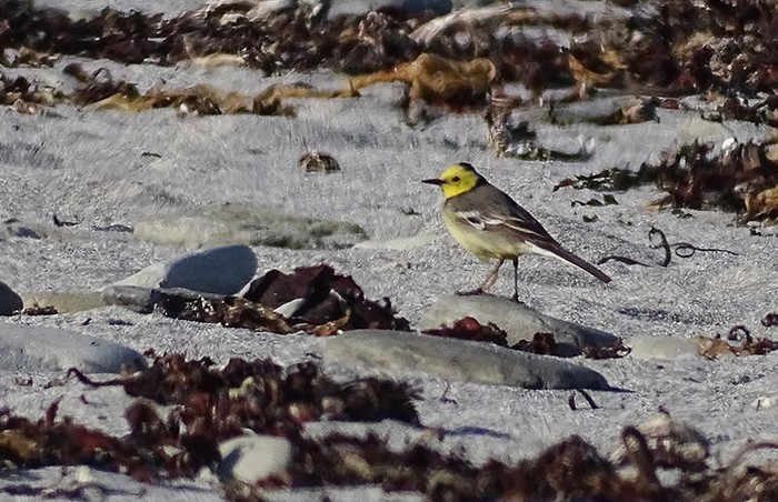 Citrine Wagtail