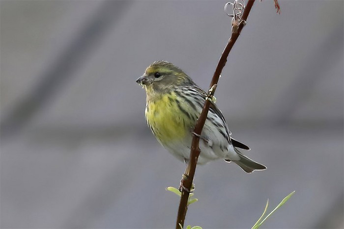 Serin