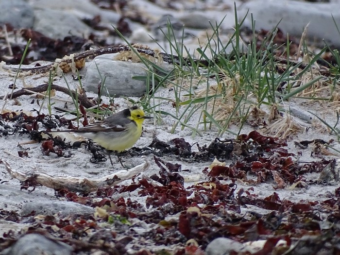 Citrine Wagtail