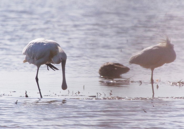 Spoonbill