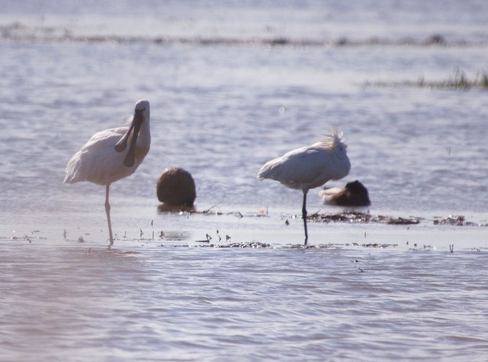 Spoonbill
