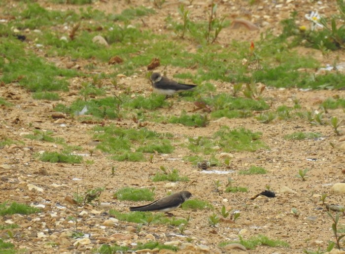 Sand Martin
