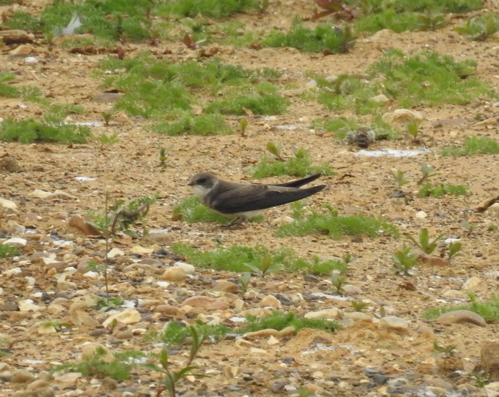 Sand Martin