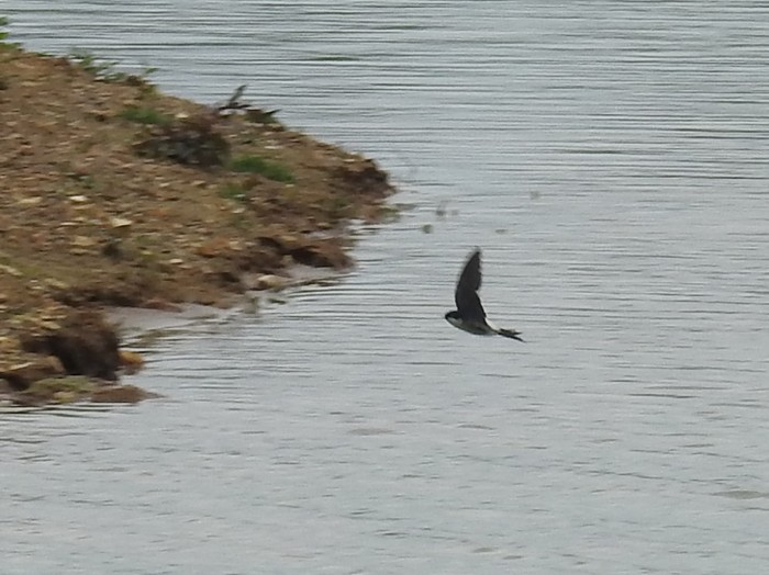 House Martin