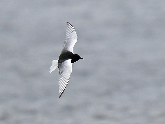 White-winged Black Tern
