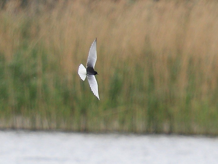 White-winged Black Tern