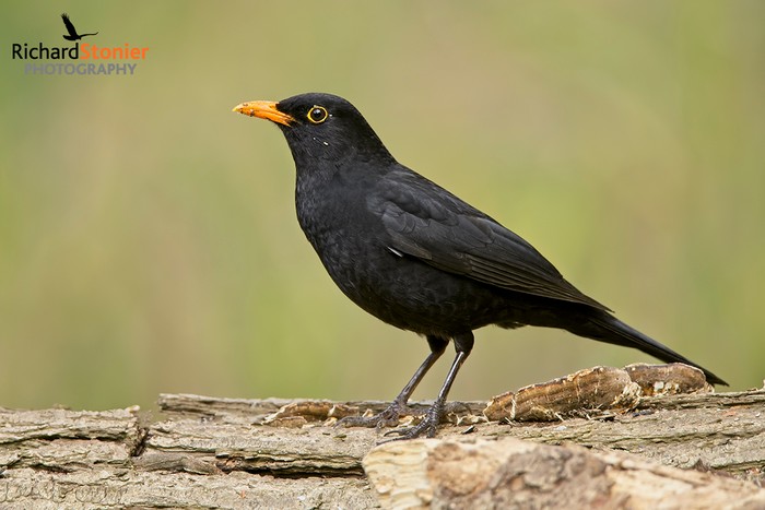 Blackbird