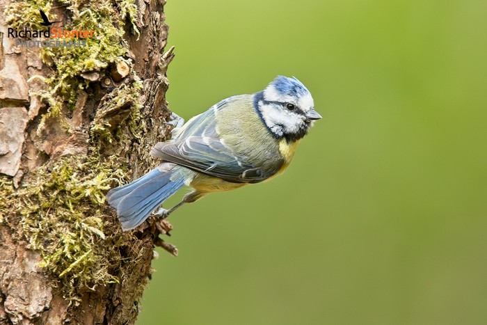 Blue Tit