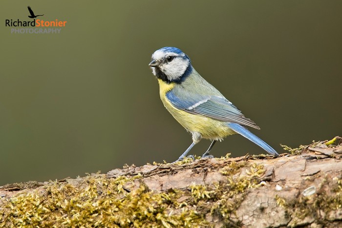 Blue Tit