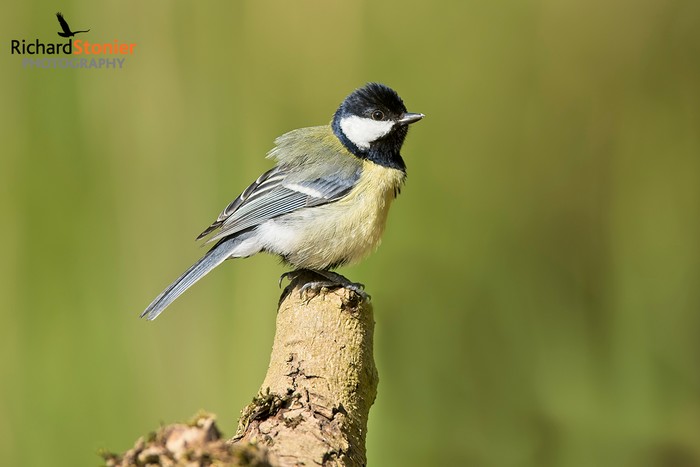 Great Tit