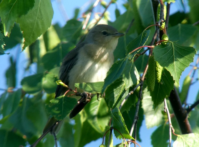 Garden Warbler