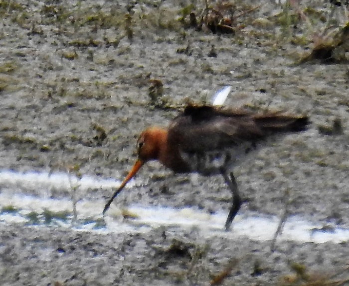 Continental Black-tailed Godwit