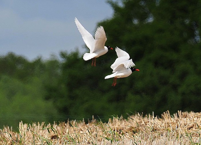Mediterranean Gull