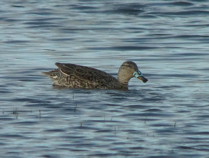 Garganey