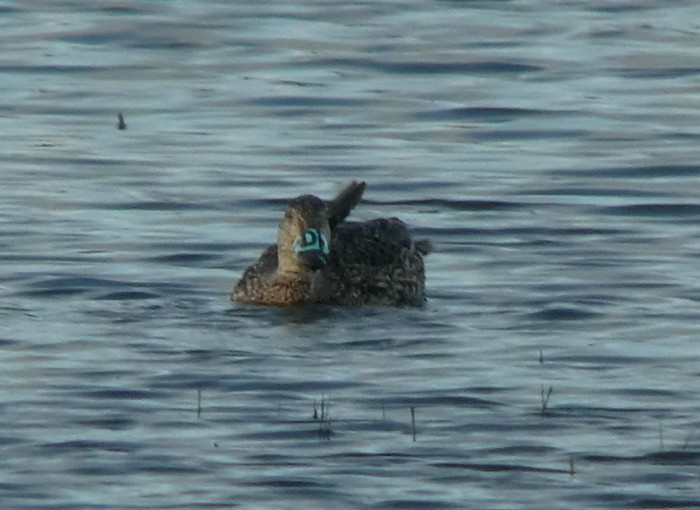 Garganey