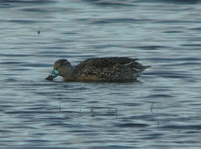 Garganey