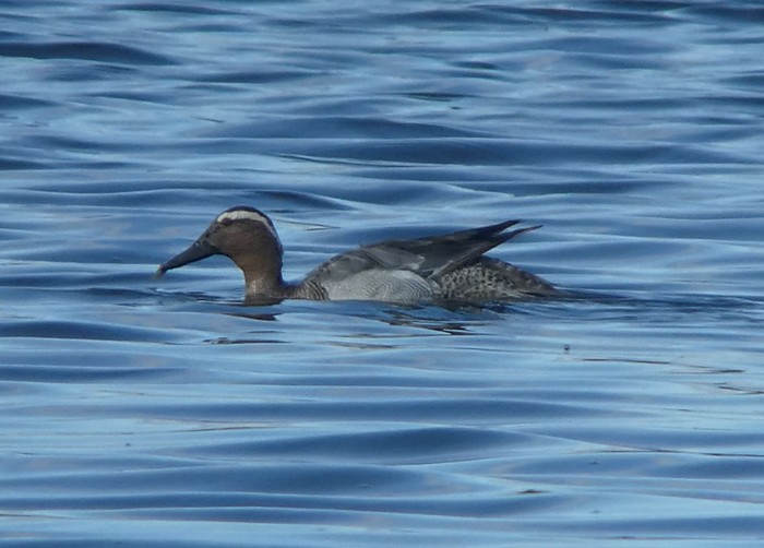 Garganey