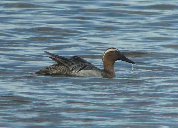 Garganey