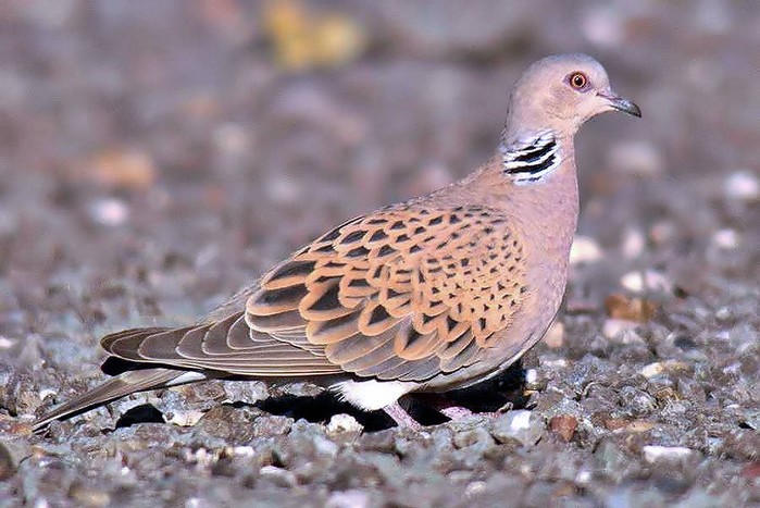 Turtle Dove