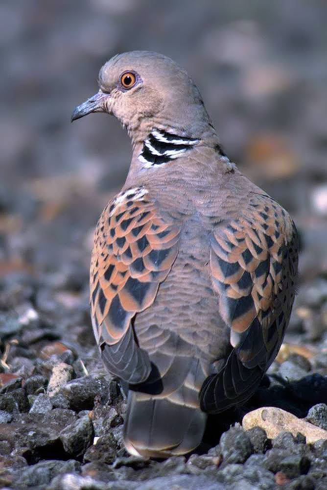 Turtle Dove