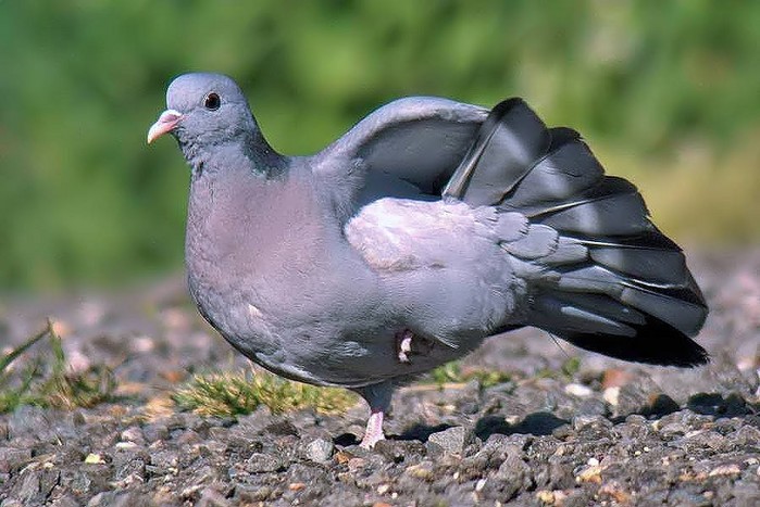 Stock Dove