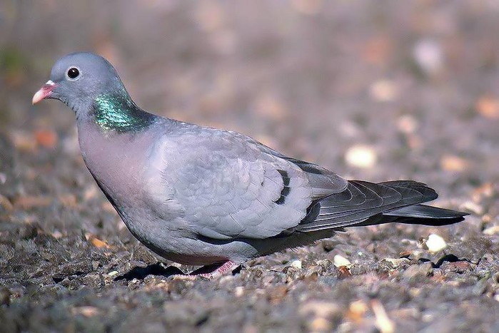 Stock Dove