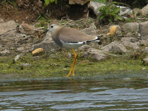 White-tailed Plover