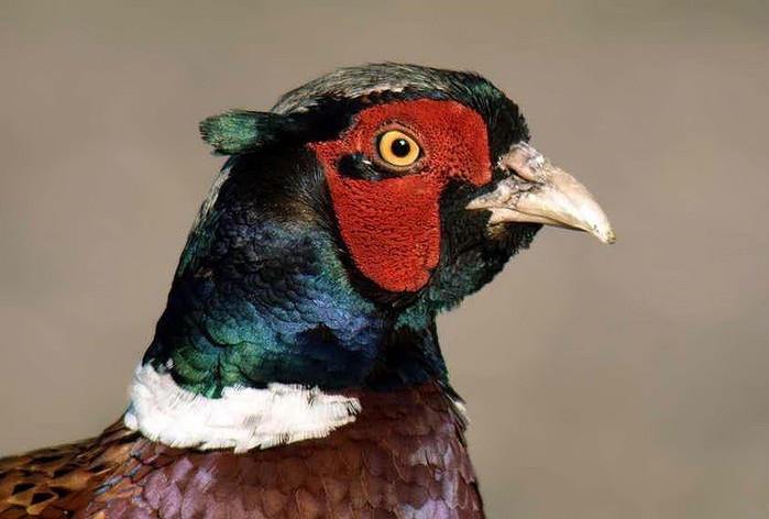 Pheasant
