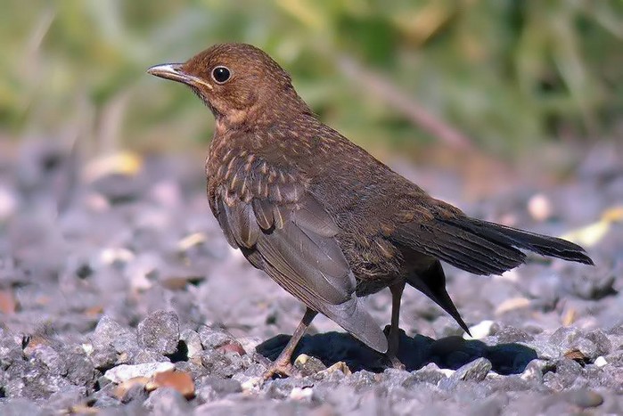 Blackbird