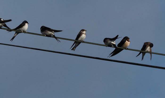 Sand Martin