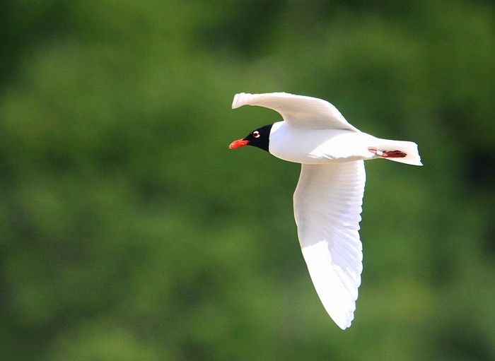 Mediterranean Gull