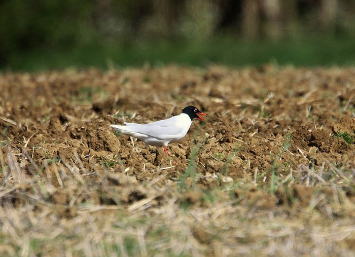 Mediterranean Gull