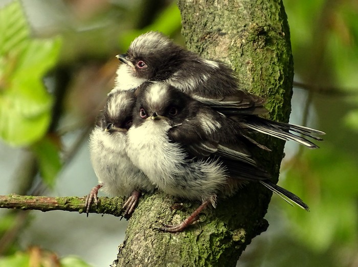 Long-tailed Tit