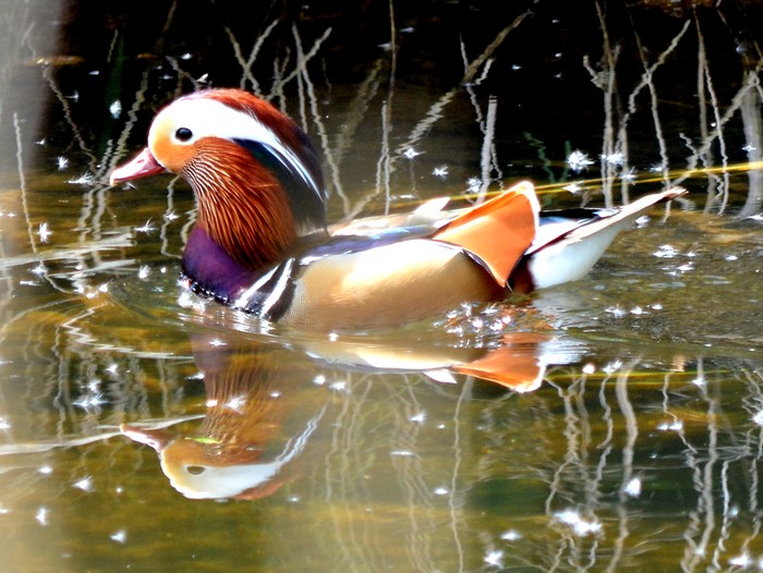 Mandarin
