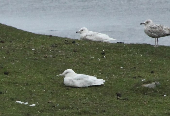 Glaucous Gull