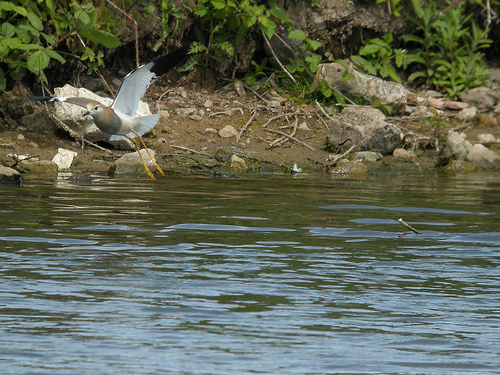 White-tailed Plover