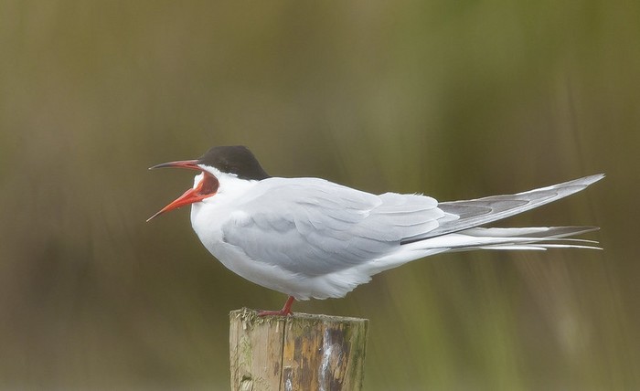 Common Tern