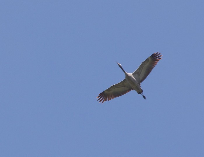 Common Crane