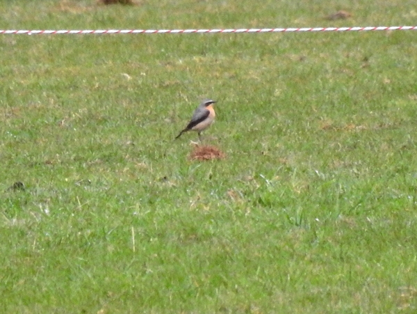 Wheatear