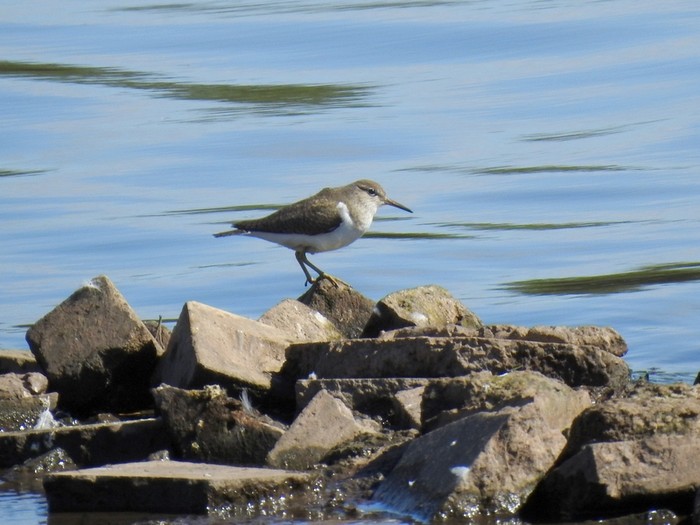 Common Sandpiper