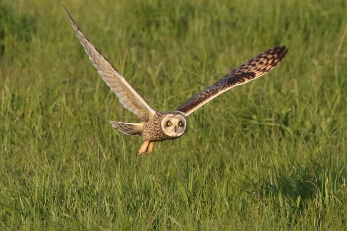 Short-eared Owl