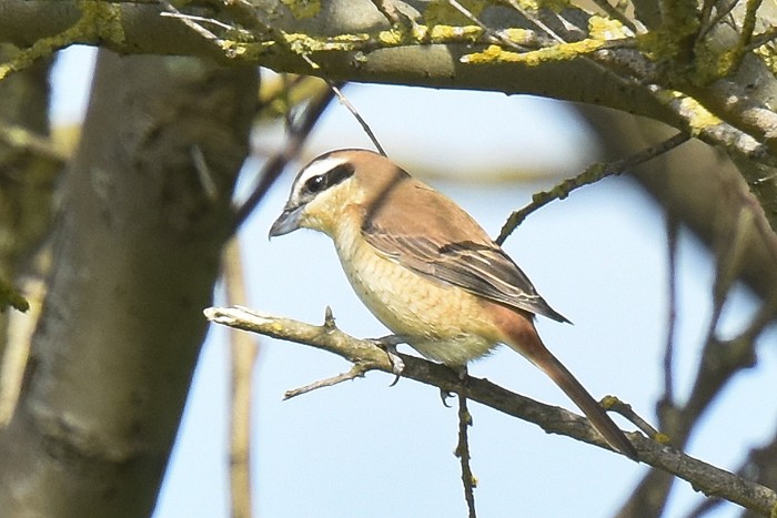 Brown Shrike