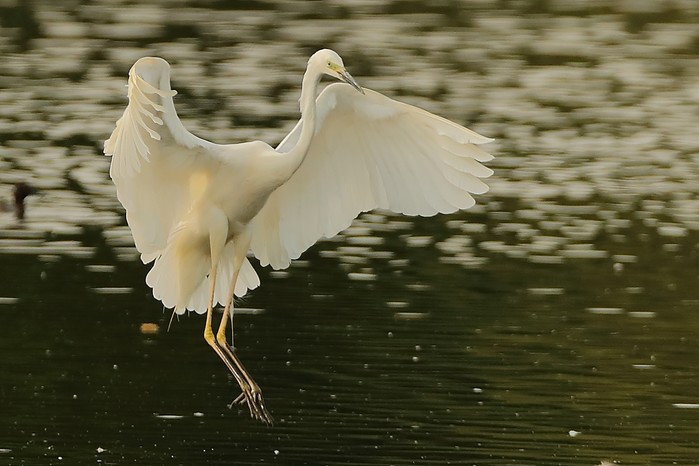 Great White Egret