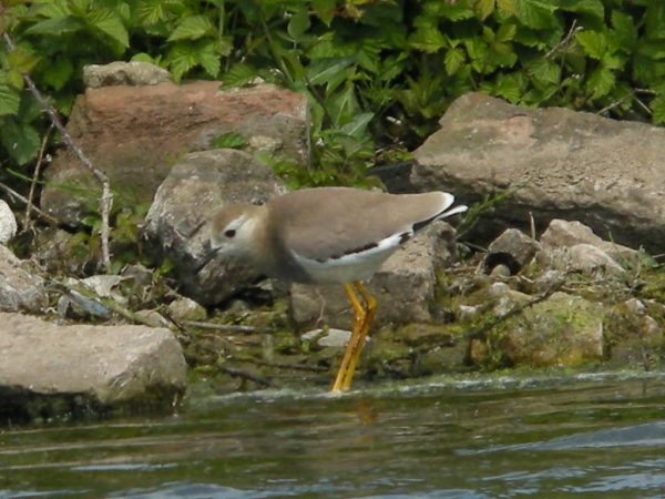 White-tailed Plover