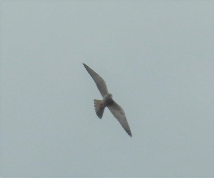 Red-footed Falcon