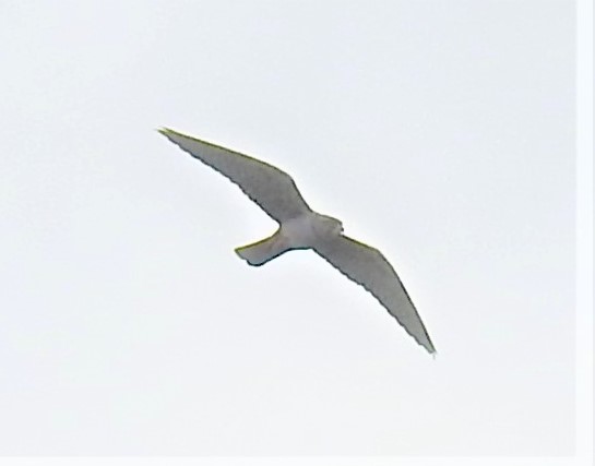 Red-footed Falcon